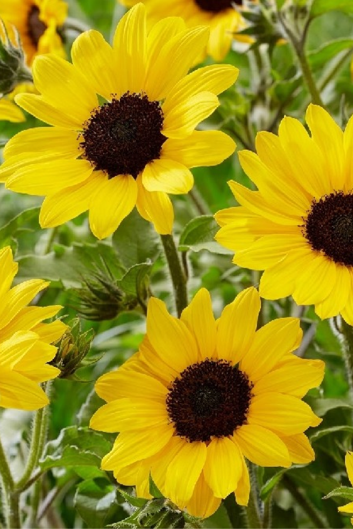 SUNFLOWER NEW CENTURY SEEDS