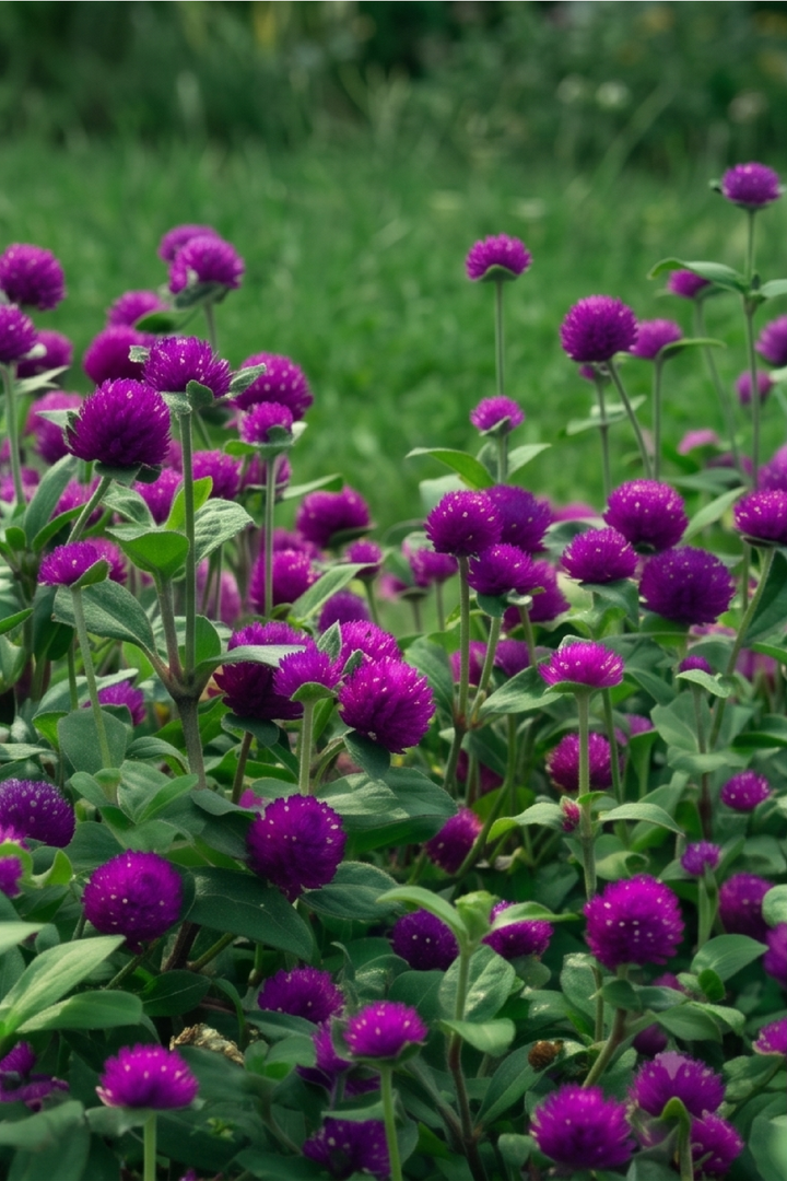 PURPLE GOMPHRENA SEEDS