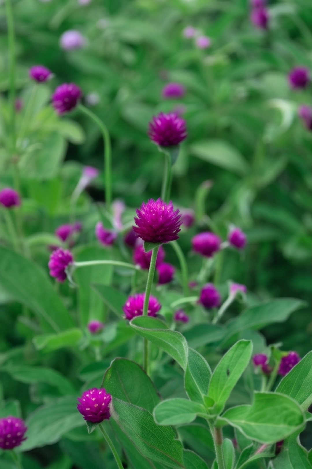 PURPLE GOMPHRENA SEEDS