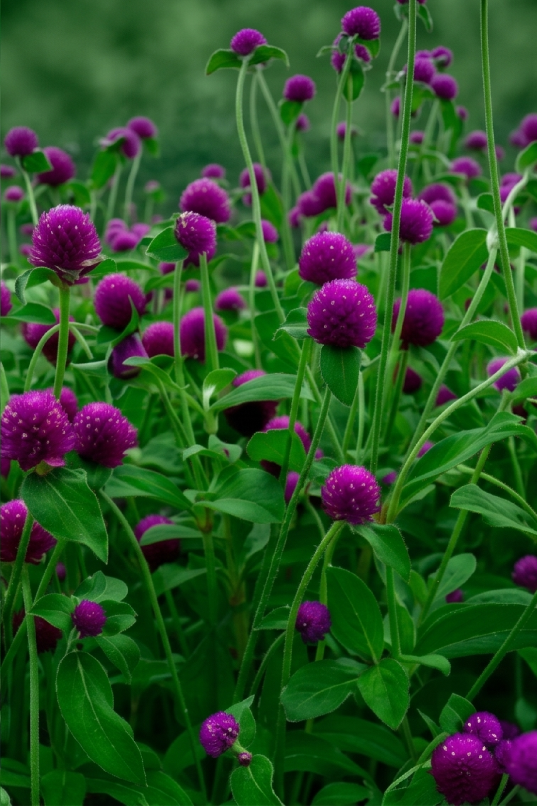 PURPLE GOMPHRENA SEEDS