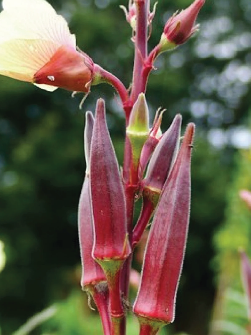 ORGANIC RED OKRA SEEDLING <br>شتلات البامية الحمراء العضوية