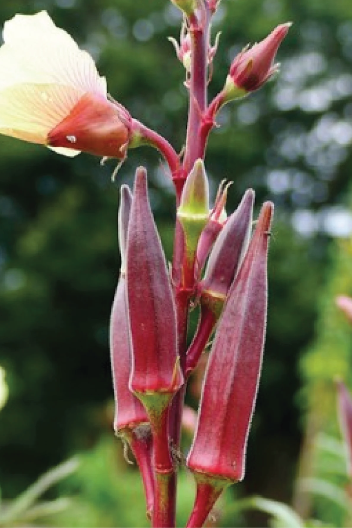 ORGANIC RED OKRA SEEDLING <br>شتلات البامية الحمراء العضوية