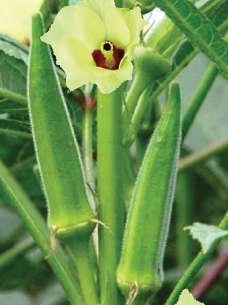 ORGANIC GREEN OKRA SEEDLING <br>شتلات البامية الخضراء العضوية