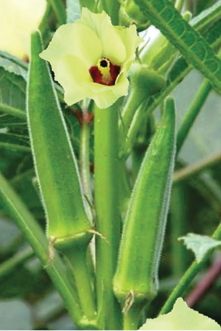 ORGANIC GREEN OKRA SEEDLING <br>شتلات البامية الخضراء العضوية