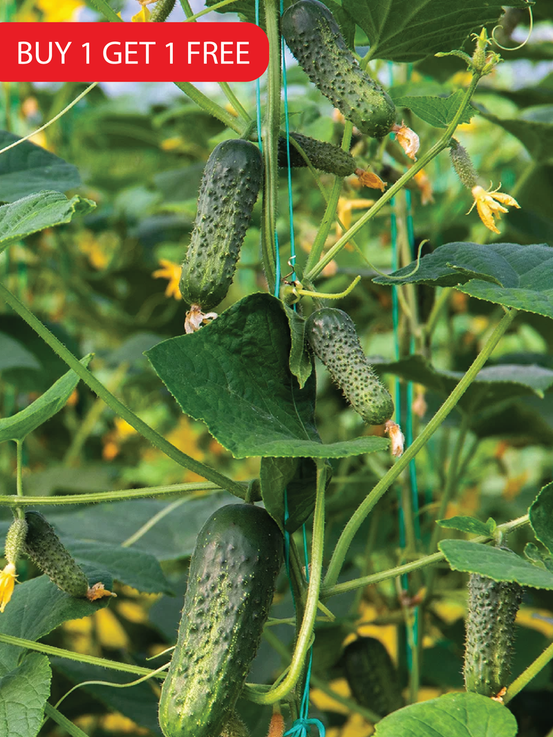 PICKLING CUCUMBER SEEDS <br> بذور خيار المخلل