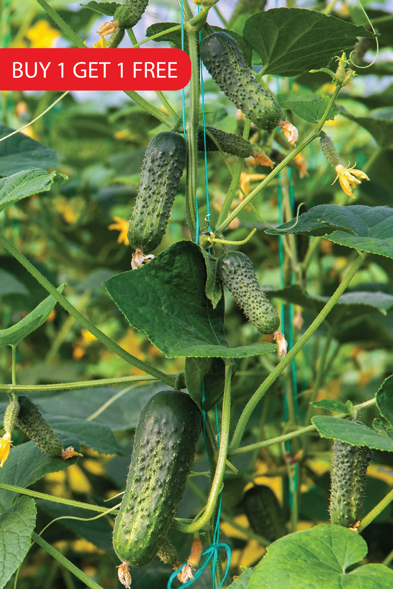 PICKLING CUCUMBER SEEDS <br> بذور خيار المخلل