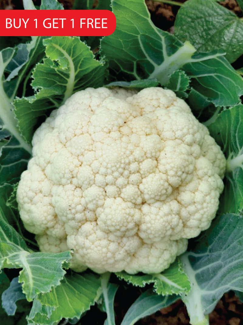 CAULIFLOWER SEEDS <br> بذور القرنبيط
