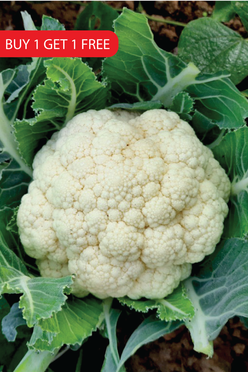CAULIFLOWER SEEDS <br> بذور القرنبيط