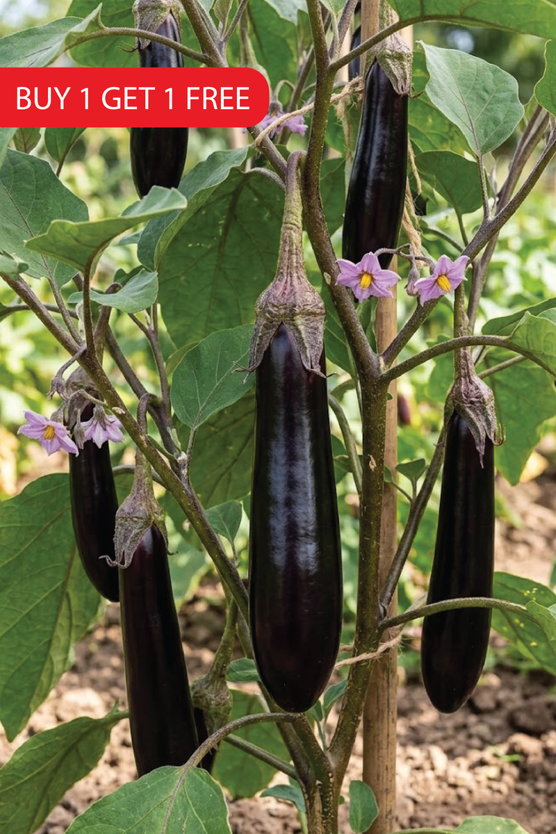 LONG EGGPLANT SEEDS <br> بذور الباذنجان الطويل