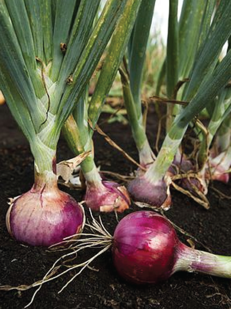 RED ONION SEEDS<br>بذور البصل الأحمر