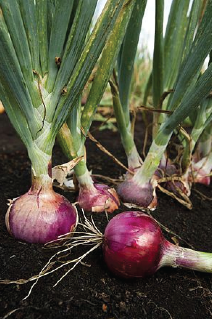RED ONION SEEDS<br>بذور البصل الأحمر