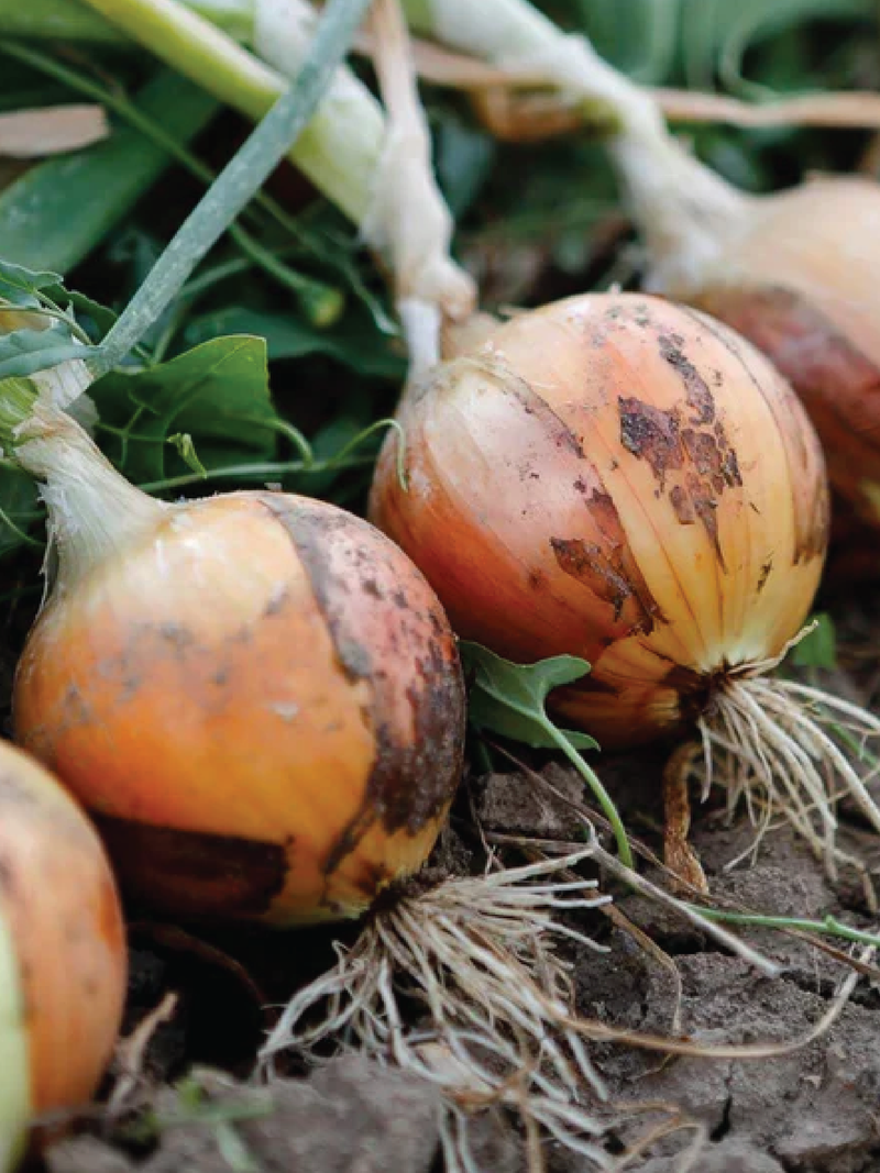 GOLD ONION SEEDS <br> بذور البصل الذهبي