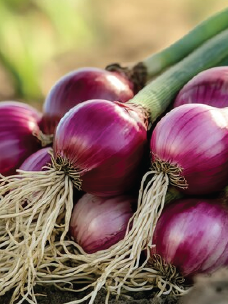 RED ONION SEEDS<br>بذور البصل الأحمر