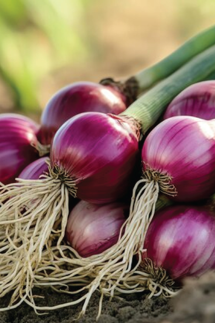 RED ONION SEEDS<br>بذور البصل الأحمر