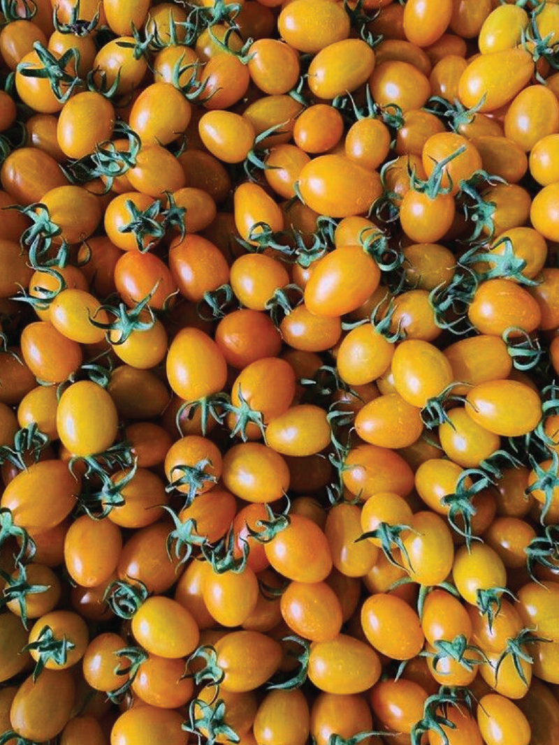 ORGANIC ORANGE OVAL CHERRY TOMATO SEEDLING <br> شتلات الطماطم أوفال شيري البرتقالية العضوية