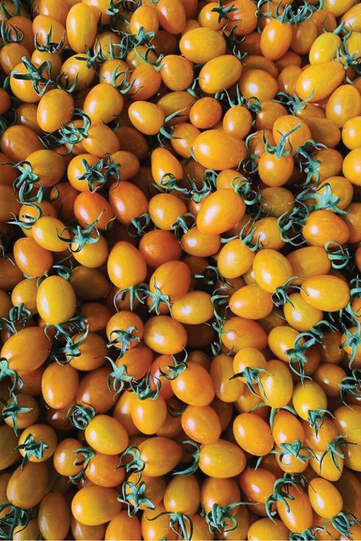 ORGANIC ORANGE OVAL CHERRY TOMATO SEEDLING <br> شتلات الطماطم أوفال شيري البرتقالية العضوية