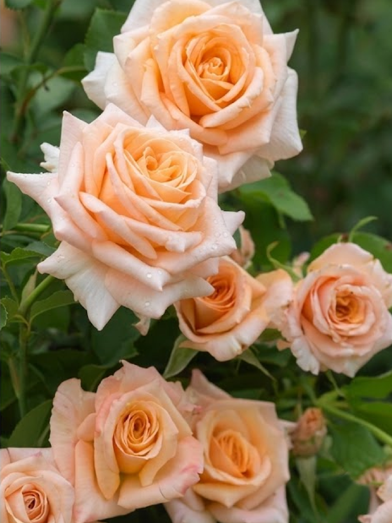 CHAMPAGNE ROSE SEEDS