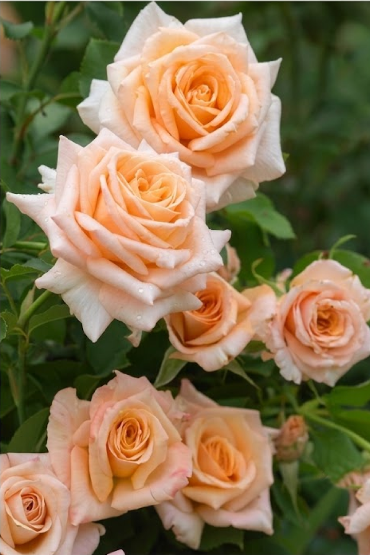 CHAMPAGNE ROSE SEEDS