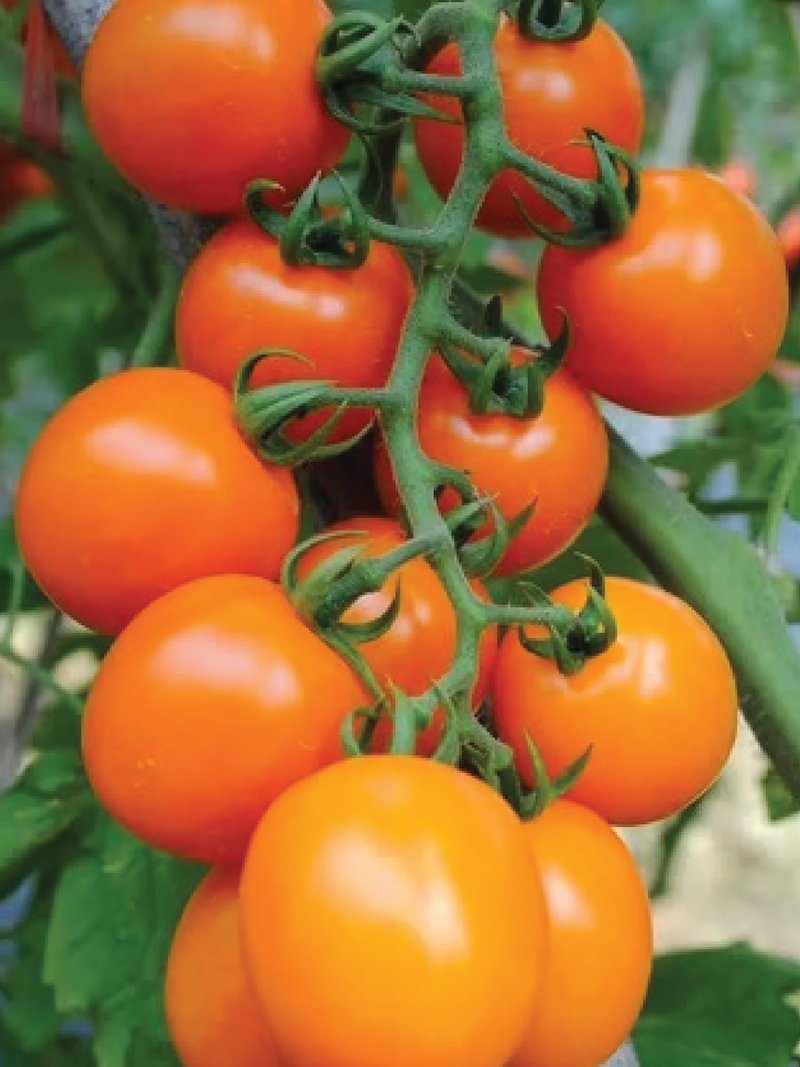 ORANGE OVAL CHERRY TOMATO SEEDS