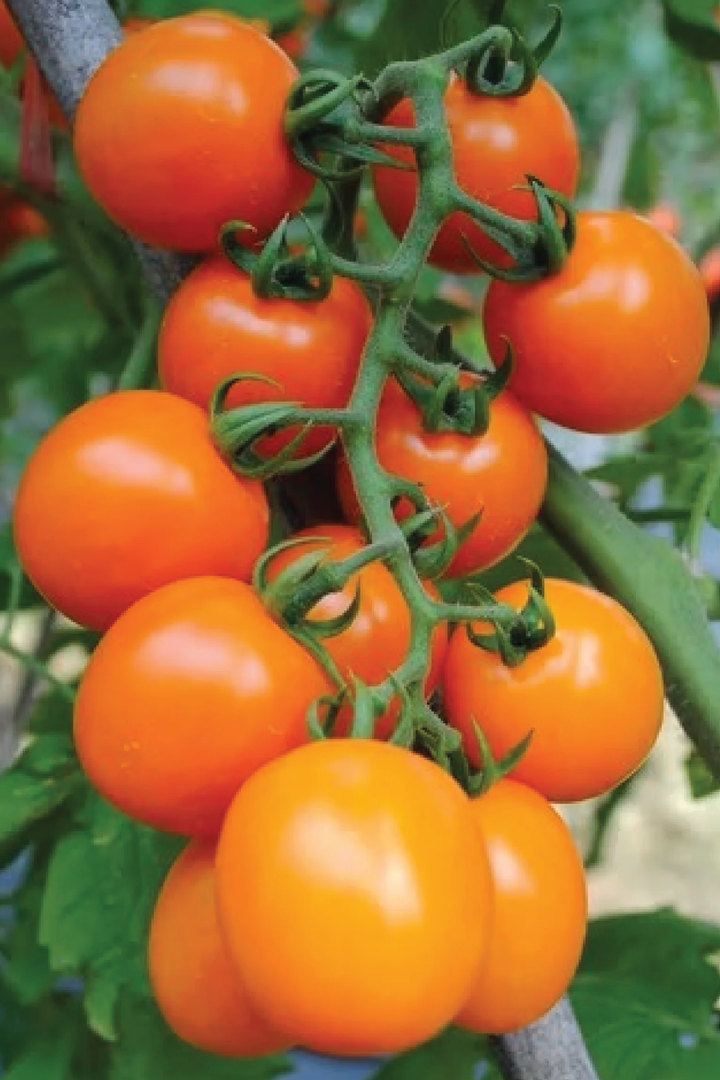 ORANGE OVAL CHERRY TOMATO SEEDS