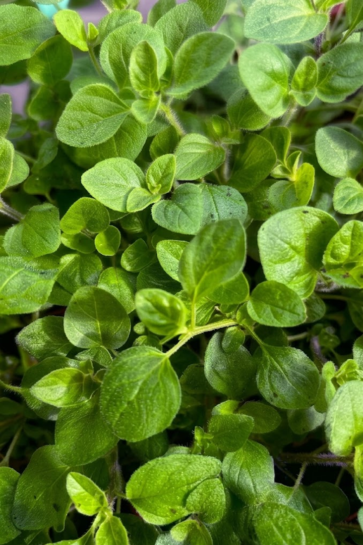 OREGANO SEEDS