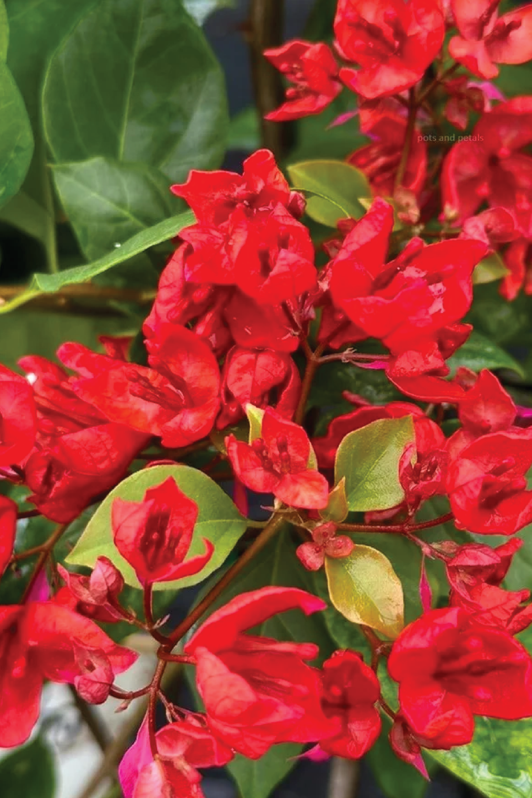 BOUGAINVILLEA TREE