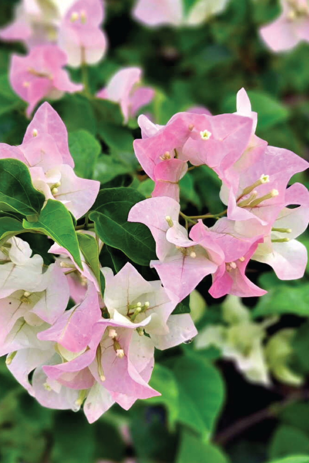 BOUGAINVILLEA TREE