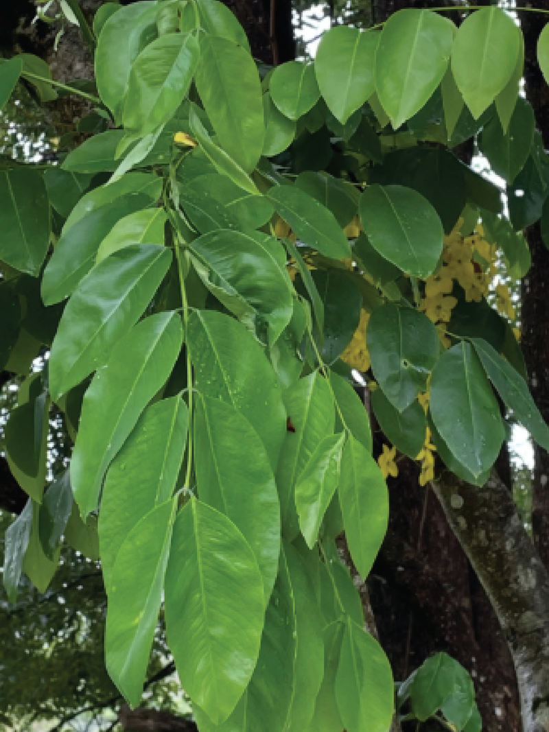 LONG POD CASSIA TREE