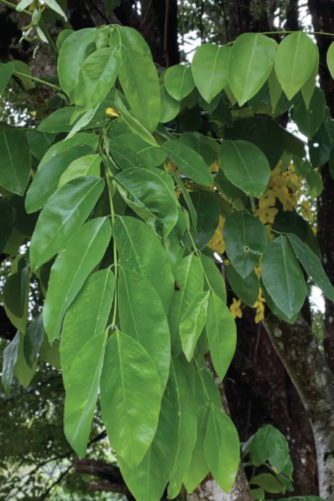 LONG POD CASSIA TREE