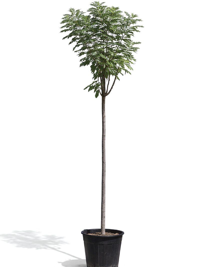 LONG POD CASSIA TREE