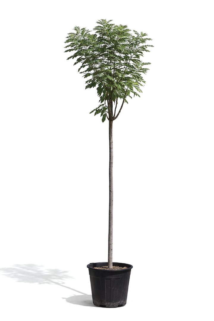 LONG POD CASSIA TREE