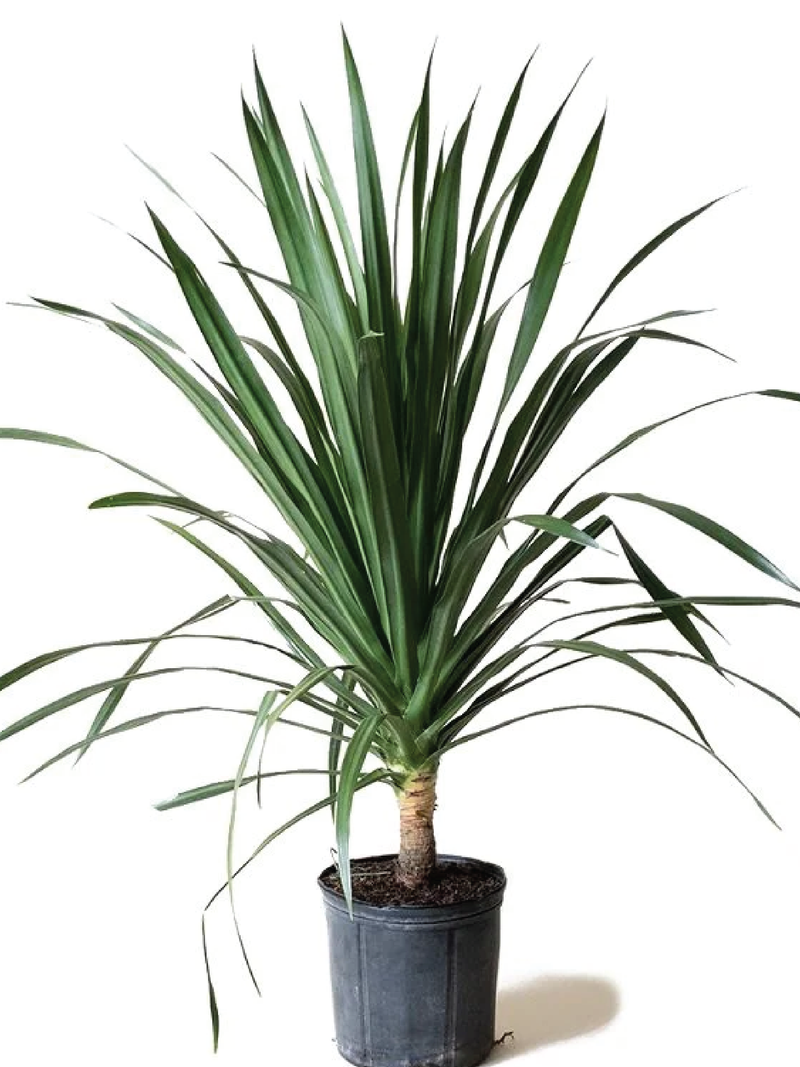 DRACENA YUCCA PLANT