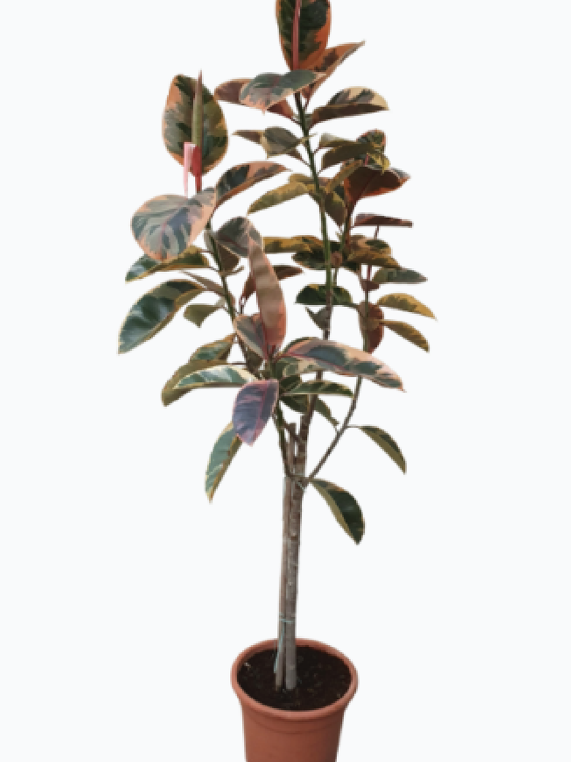RUBBER PLANT