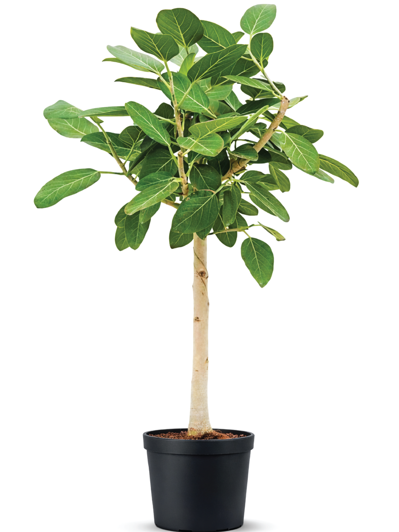 FICUS BENGHALENSIS TREE