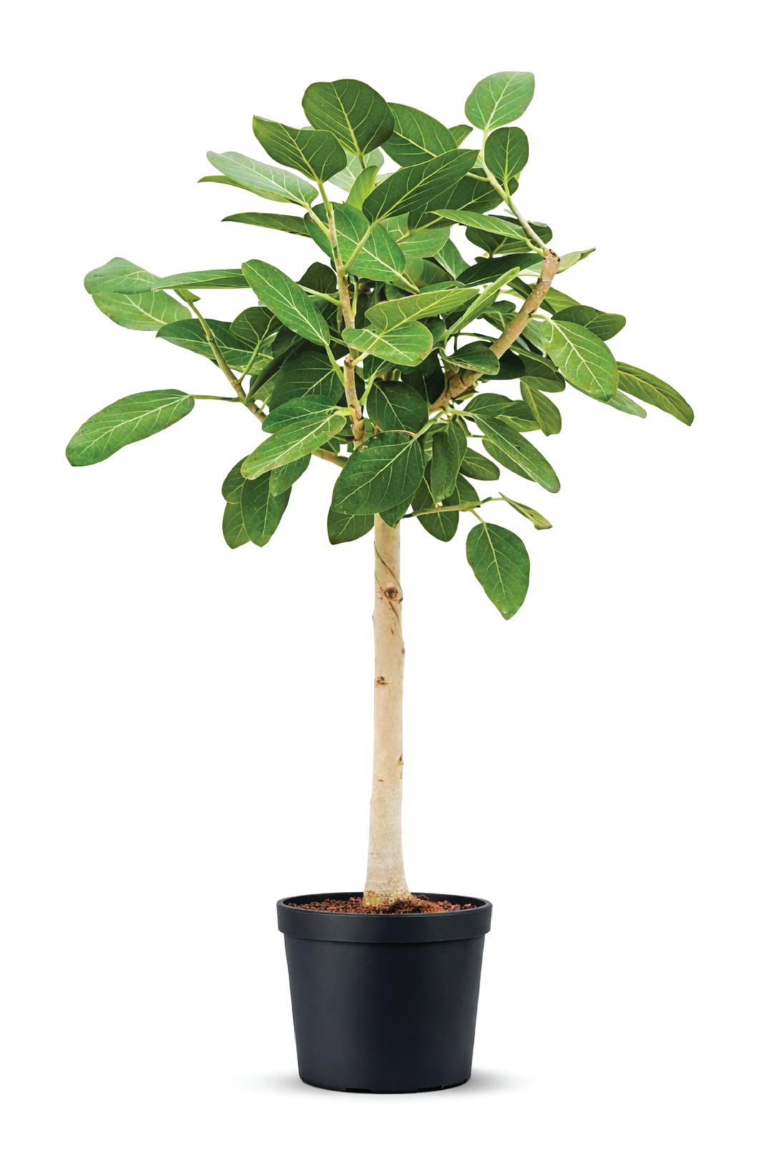 FICUS BENGHALENSIS TREE