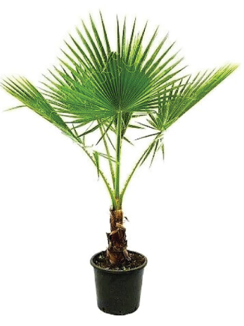 WASHINGTONIA ROBUSTA PLANT