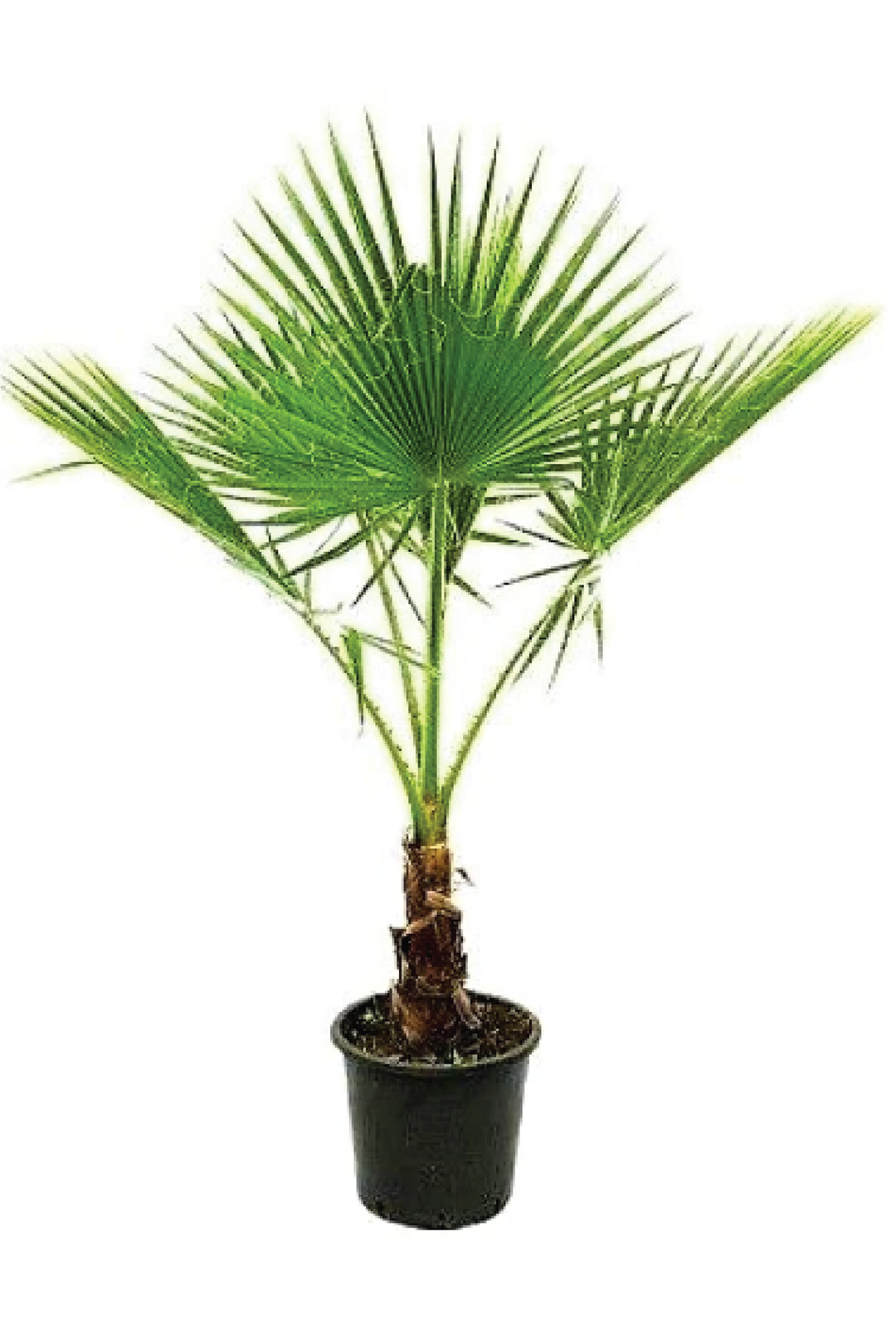 WASHINGTONIA ROBUSTA PLANT