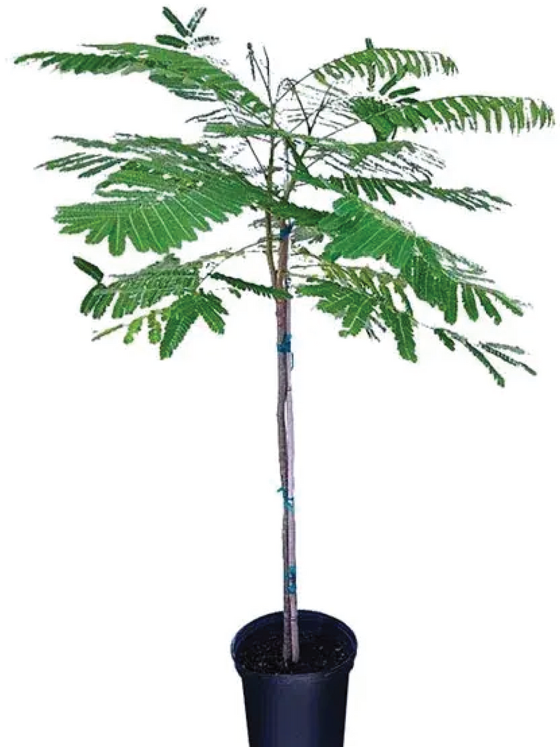 DELONIX REGIA TREE