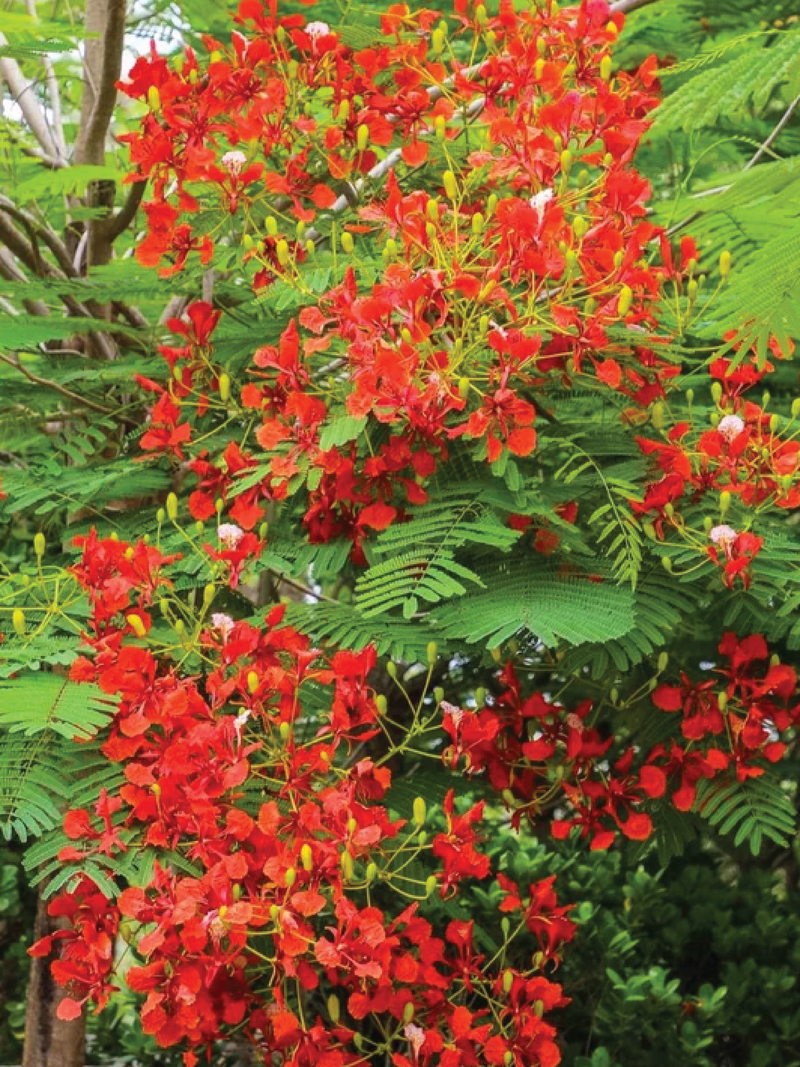 DELONIX REGIA TREE