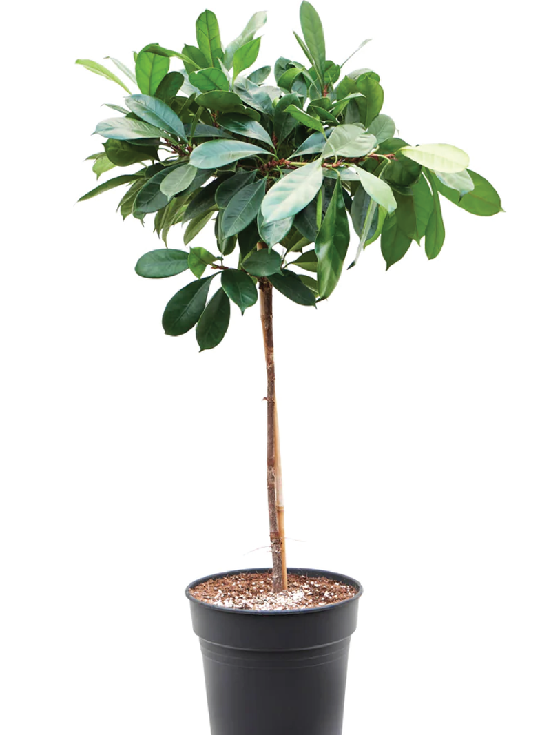 FICUS CYATHISTIPULA TREE