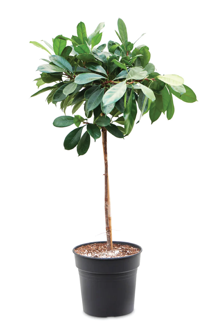 FICUS CYATHISTIPULA TREE