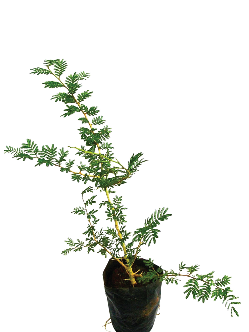 SHAMI PLANT