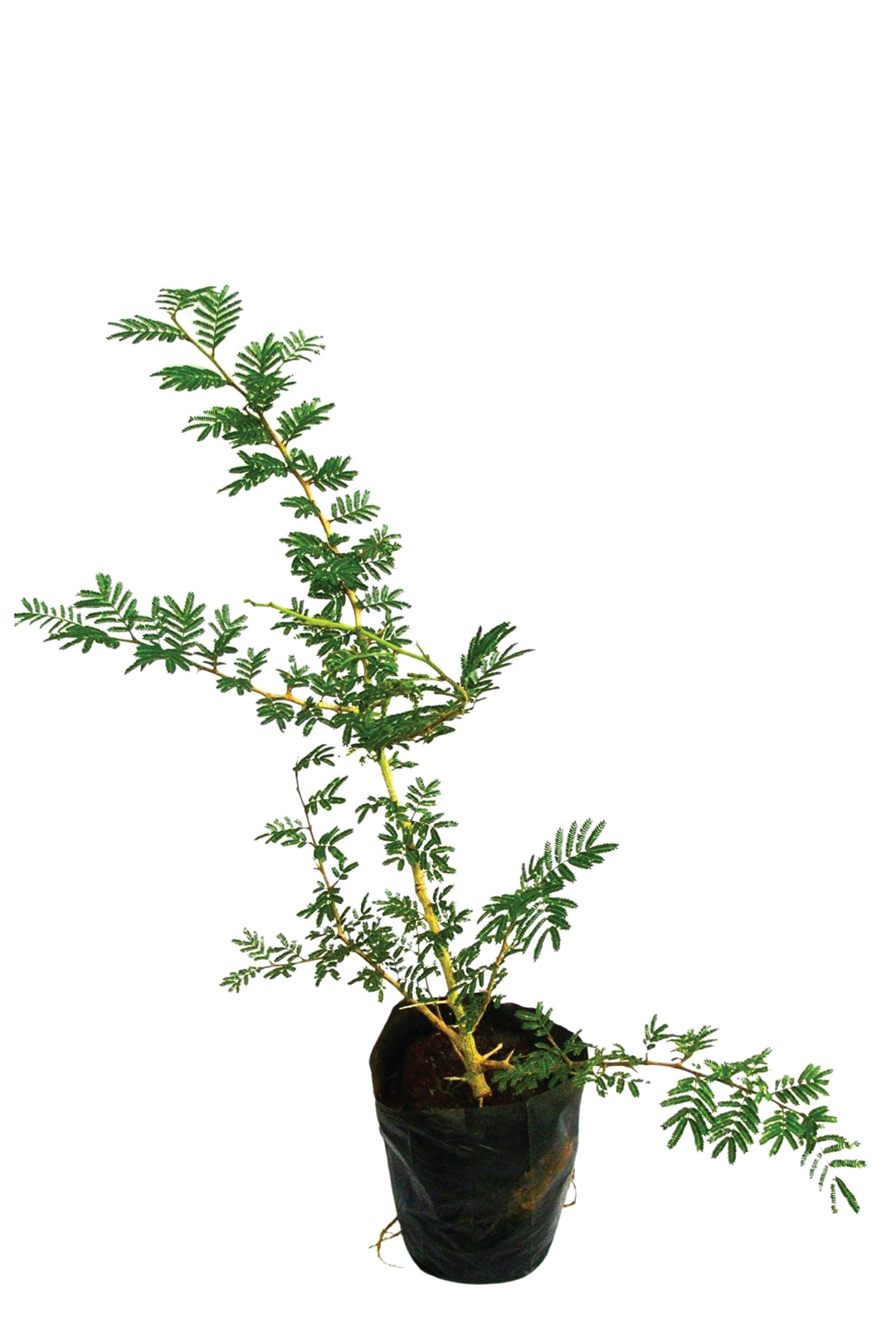 SHAMI PLANT