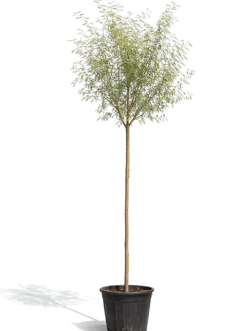 ACACIA FARNESIANA TREE