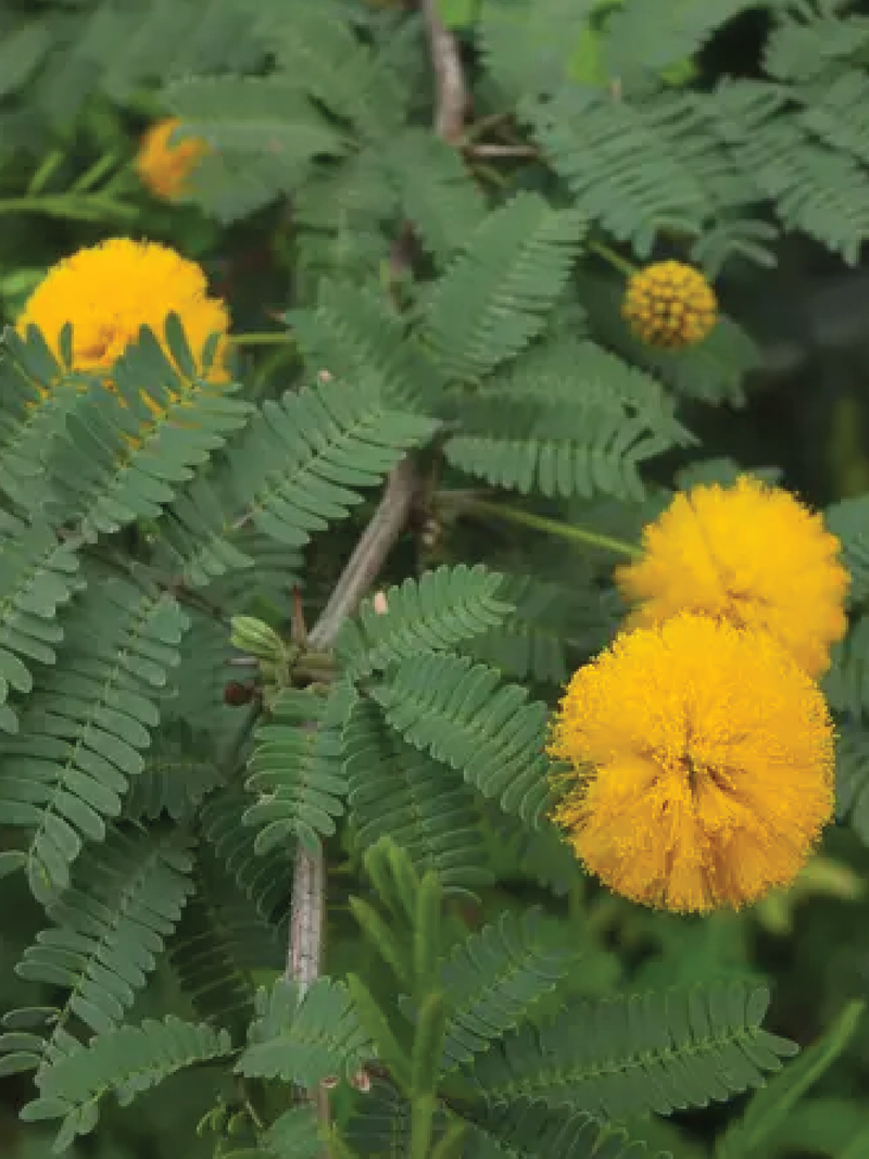ACACIA FARNESIANA TREE