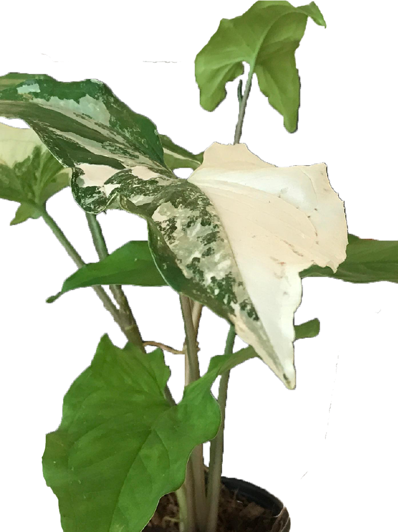 RARE SYNGONIUM ALBO VARIEGATED ARROWHEAD PLANT