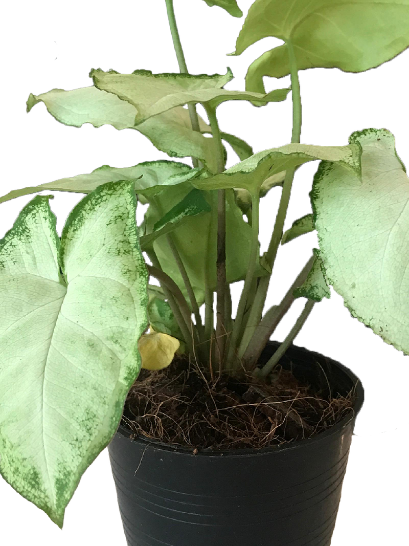 CALADIUM WHITE SNOW ARROWHEAD