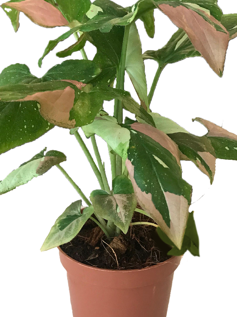 SYNGONIUM PINK SPOT TRICOLOR