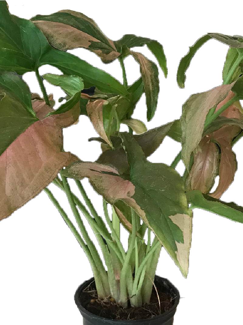 SYNGONIUM ARROWHEAD PLANT PINK DOT