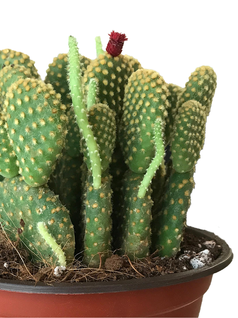 CACTUS OPUNTIA MICRODASYS BUNNY EARS